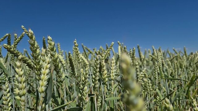 Slow-motion golden rye field swaying gently in light breeze under clear blue summer skies. Ripe grain stalks ripple hypnotically, capturing agricultural beauty, rural serenity, and organic farming ess