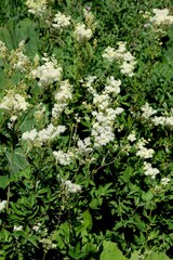 M&auml;des&uuml;&szlig;