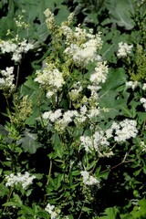 M&auml;&szlig;es&uuml;&szlig;