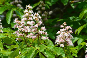 Kastanienbl&uuml;ten