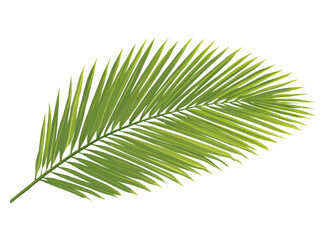 Fototapeta premium A leafy green palm tree leaf is shown in full color