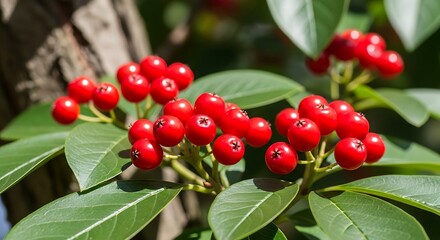 Obraz premium Red Berries and Leaves.