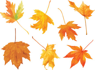 Fototapeta premium set of Watercolor vector Illustrator Dried Orange Maple Leaf Isolated on White Background