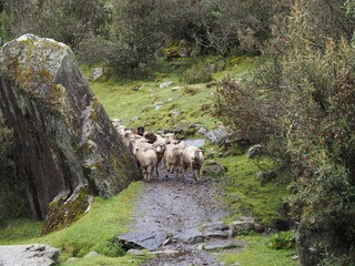 Flock of sheep on mountain trail in Huascar&aacute;n National Park, Cordillera Blanca, Peru