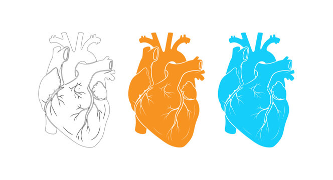 Two colorful anatomical hearts on whait background
