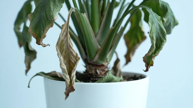 Overwatered Peace Lily - A peace lily in a white pot wilts due to overwatering. Brown edges appear on the leaves of the plant as it begins to die.