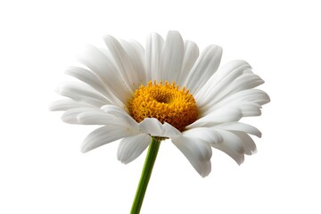 Clipart of a beautiful white daisy flower with a bright yellow center in full bloom

