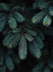Close-up of evergreen tree branches, featuring intricate needle textures and a dark, moody backdrop