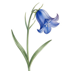 Watercolor bluebell flower plant, delicate bell bloom painting calm botanical art