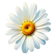 Daisy flower watercolor paint botanical art nature bloom petal serene mood