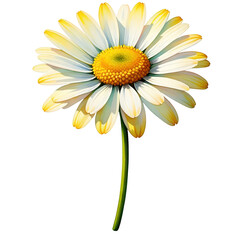 Naklejka premium Watercolor daisy flower painting single blossom stem