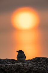 Oriental Magpie Robin Bird Silhouette Perched on Rock Against Glowing Golden Sun at Sunset with Orange Sky