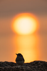 Oriental Magpie Robin Bird Silhouette Perched on Rock Against Glowing Golden Sun at Sunset with Orange Sky