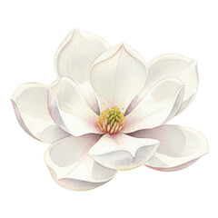 Naklejka premium Watercolor magnolia flower white petal floral illustration botanical art hand painted magnolia delicate bloom romantic soft