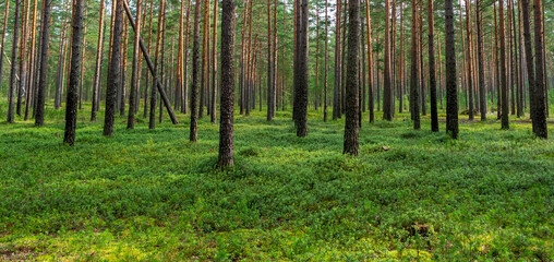 Panorama of a pine forest in its natural state. Green forest glade with growing lingonberry bushes. © romiri