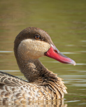 Detailed portrait of a red billed teal with patterned plumage and distinctive red bill gliding through still water. Captured in soft natural light with a blurred background, this image is ideal for