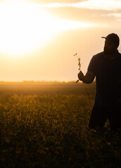 A farmer inspects soybeans before harvest