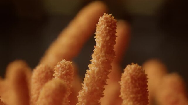 Macro view of cordyceps militaris texture with camera movement and zoom in. Orange organic structures and fine surface detail create a clean scientific macro visual with natural biological patterns.