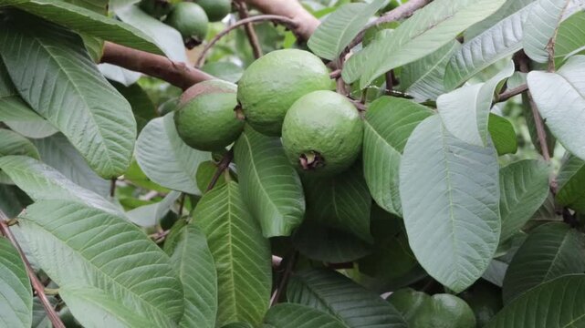 Several clusters of developing green guava fruits hanging abundantly from branches surrounded by large textured tropical leaves
