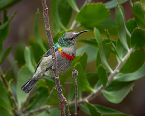 Colorful southern double collared sunbird resting on a thin branch surrounded by lush green leaves. The bird displays iridescent green head plumage and a vivid red chest band, creating strong contrast