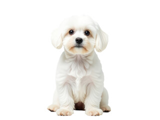 Obraz premium A small white dog sits on the floor, looking up