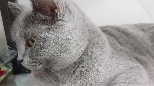 British Shorthair at The Clinic