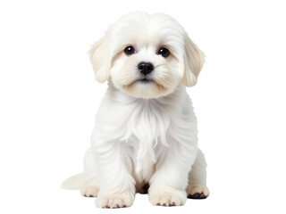Obraz premium A small white dog sits on a white floor, perfect for illustrations and designs