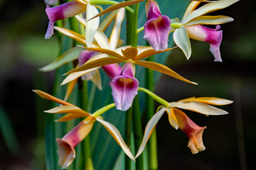 Wundersch&ouml;ne exotische Orchideen im Garten