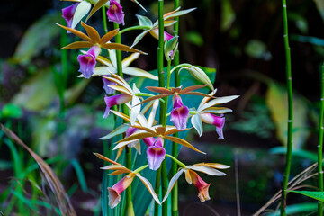 Wundersch&ouml;ne exotische Orchideen im Garten
