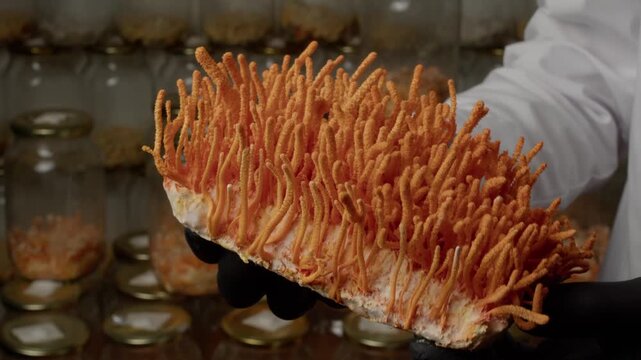 Cultivated cordyceps militaris is displayed to the camera during laboratory work. Dense orange fungal growth is visible as the camera rises, with shelves of cultures softly blurred in the background.