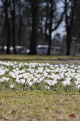 Many beautiful blooming white crocuses on a spring lawn in the sunny morning light vertical orientation