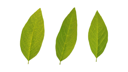 Green custard apple leaves on a white background.