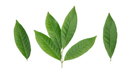Green longan leaves on a white background.