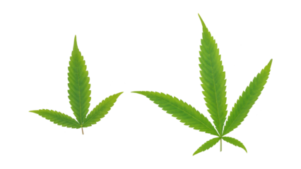 Green cannabis leaves on a white background.