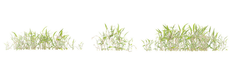 3D Digitaria Sanguinalis Grass Plant with Lush Green Blades and Delicate Natural Texture