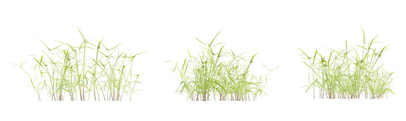 Detailed Close Up of 3d Cyperus Eragrostis Grass Plant in Various Growth Stages on Transparent Background