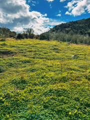 Obraz premium Hill slope covered in green sourgrass under a blue sky with clouds in Andalusian hilly landscape.