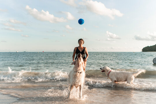 Woman playing with golden retriever dogs at beach