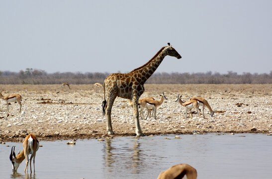 Girafe dans le parc national d'Etosha en Namibie
