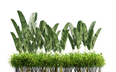 3d Render Green Tropical Foliage with Tall Leaves on a Vibrant Transparent Background