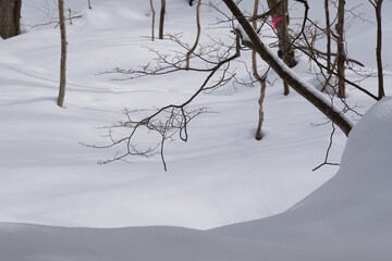 北海道　真冬の原生林