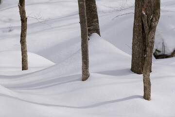 北海道　真冬の原生林
