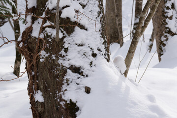 北海道　真冬の原生林