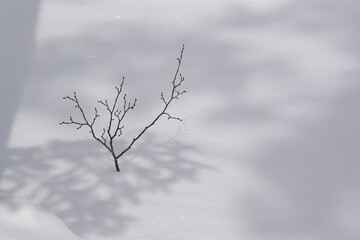 北海道　真冬の原生林