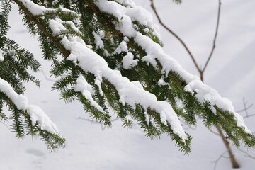 北海道　真冬の原生林