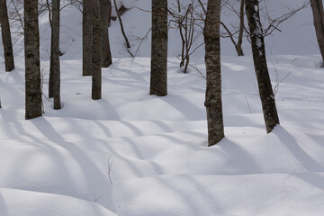 北海道　真冬の原生林