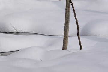 北海道　真冬の原生林