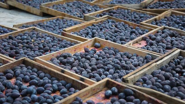 Dried Fruit Factory Working Process, Industrial Food Production Line With Fruit Drying And Processing, Modern Manufacturing Facility, Healthy Snack Production And Food Industry Technology Concept