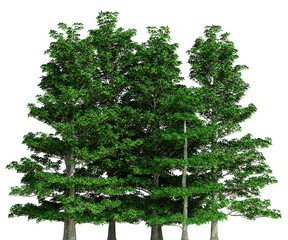 Group Of 3d Green Trees With Vibrant Foliage Against A Transparent Background