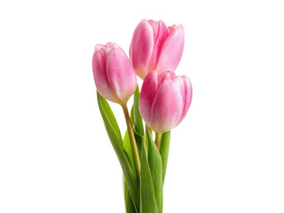 Naklejka premium Three pink tulips are arranged in a bouquet